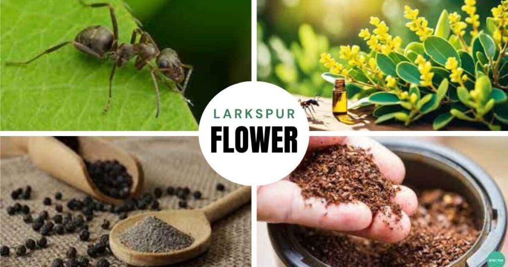 what does ants dislike