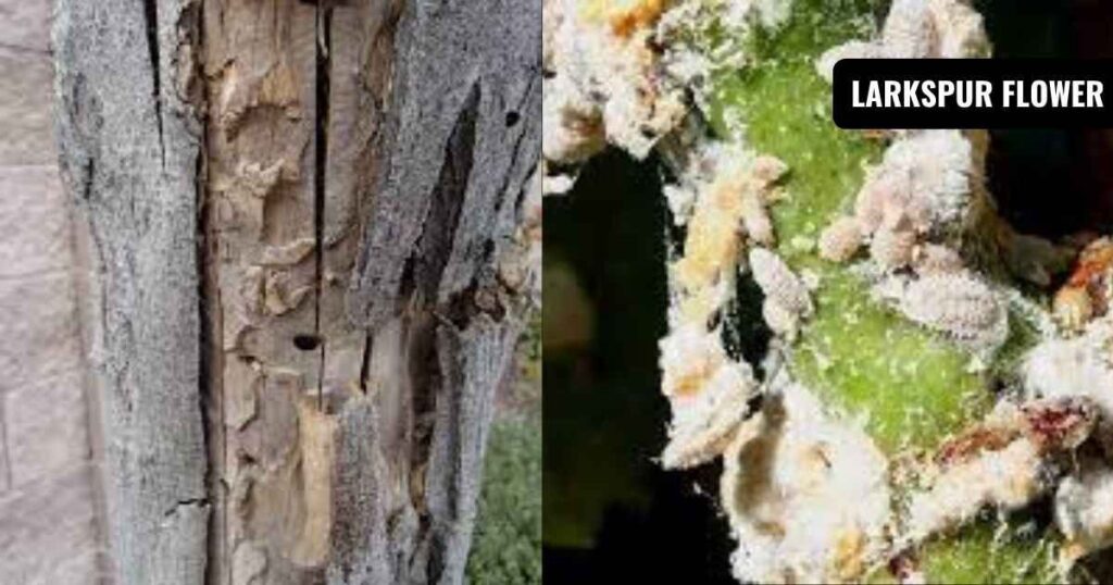 when is a grape tree dead