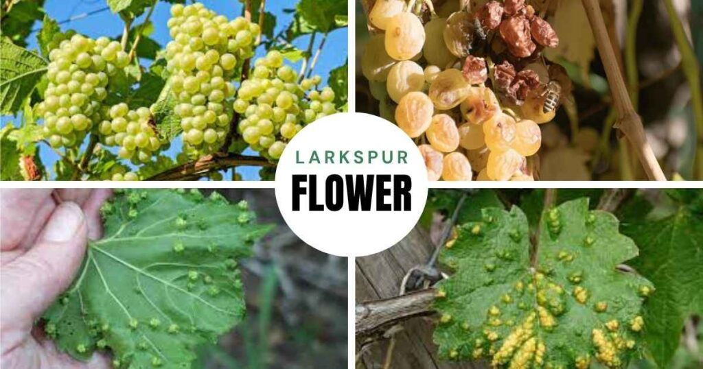 when is a grape tree dead