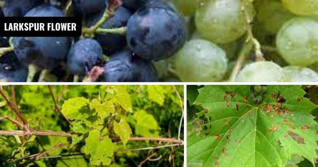 when is a grape tree dead