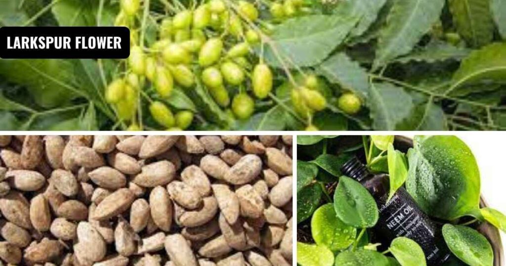 where to buy neem oil