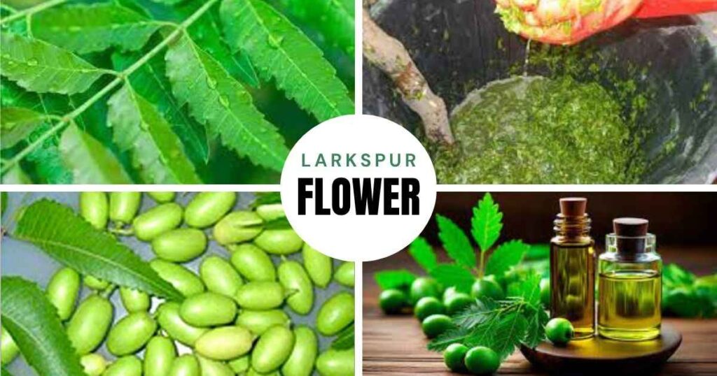 where to buy neem oil