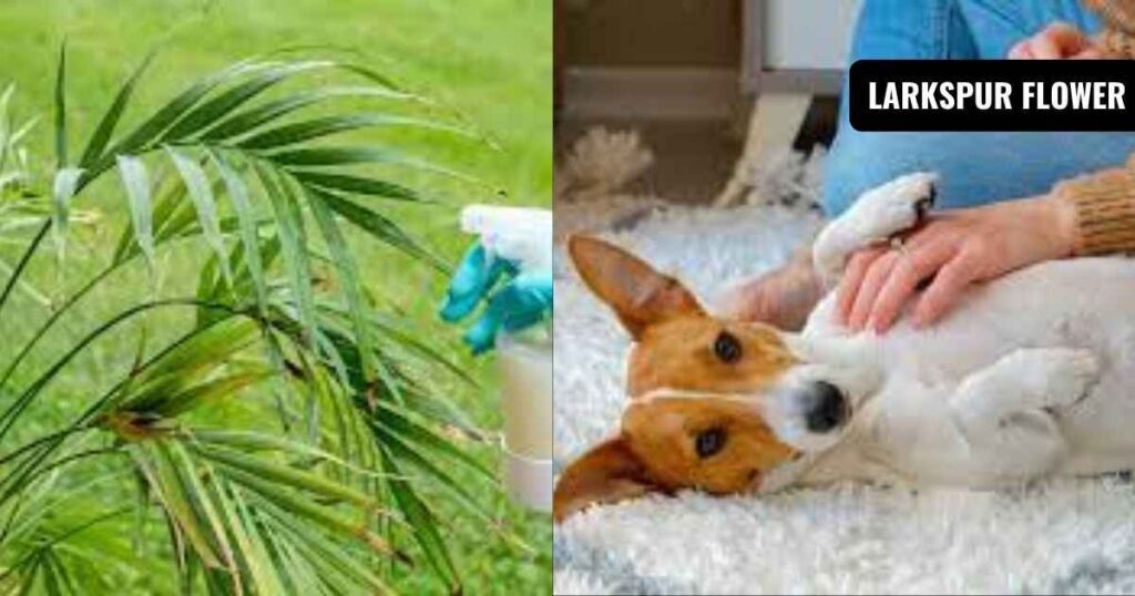 where to buy neem oil