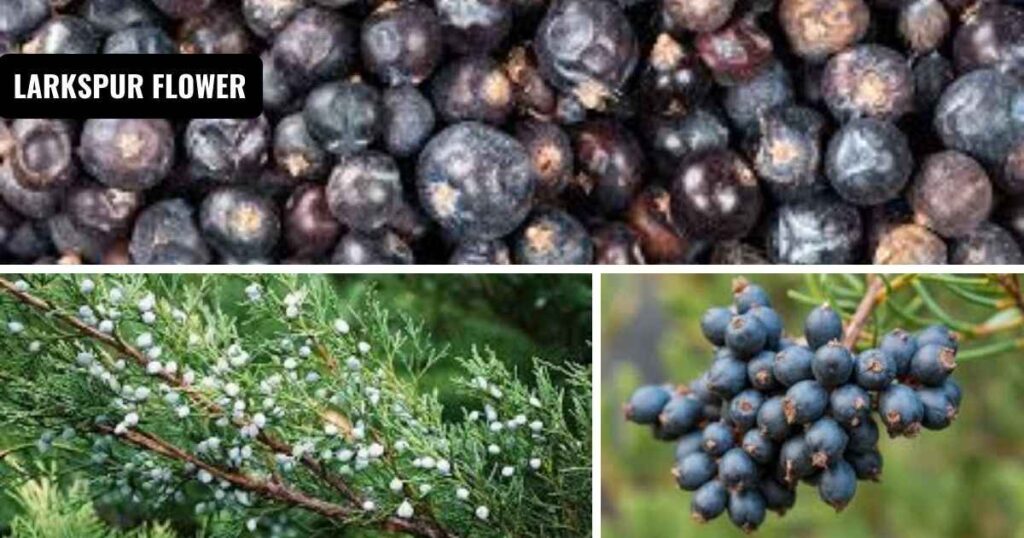 juniper berries