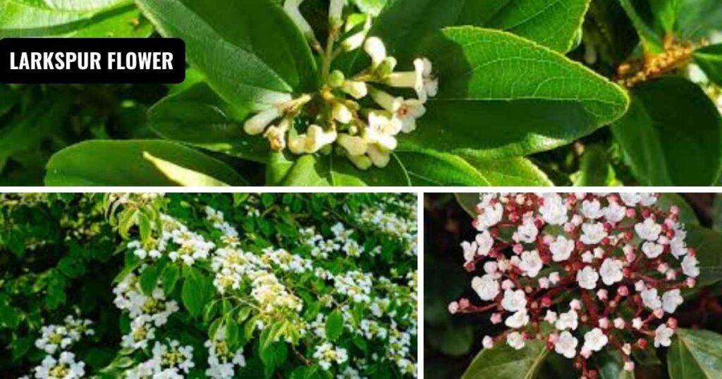 Viburnum Beautiful Flowers