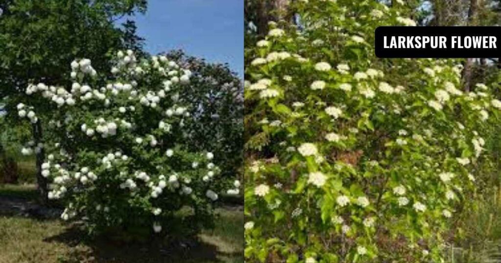 viburnum usage in landscaping