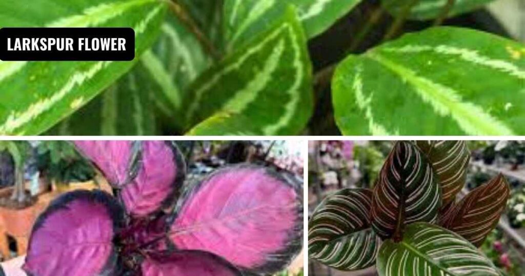 calathea plant