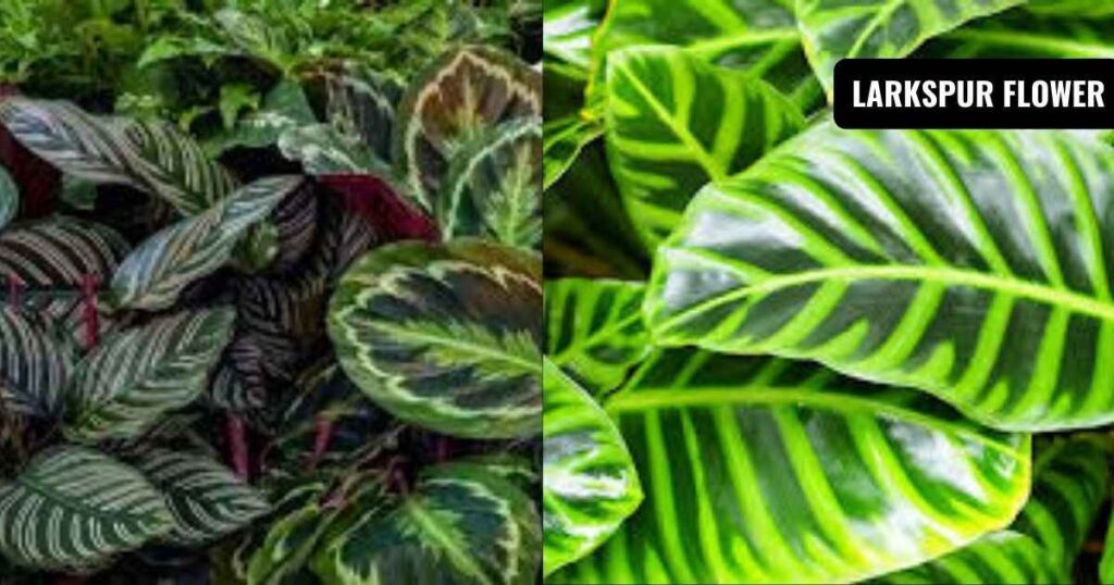 calathea plant