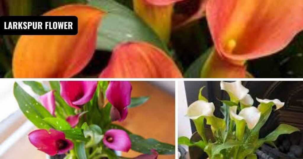 calla lily care