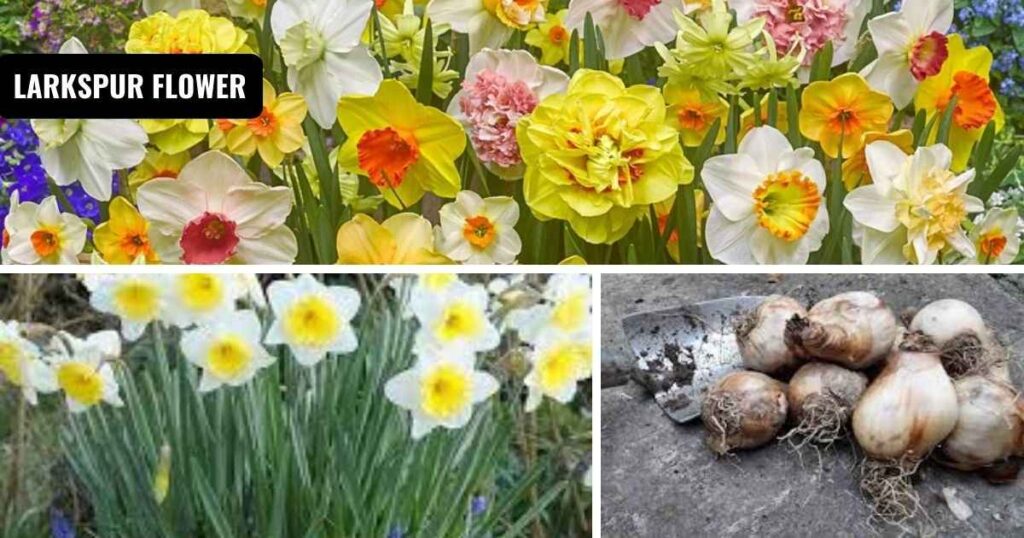 daffodil bulbs