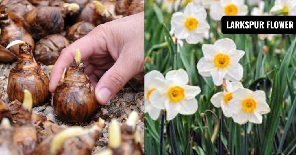 daffodil bulbs