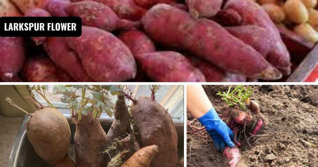 how far did sweet potatoes travel to texas