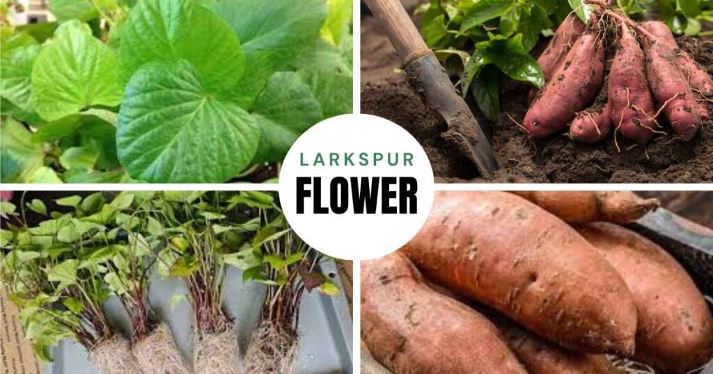 how far did sweet potatoes travel to texas