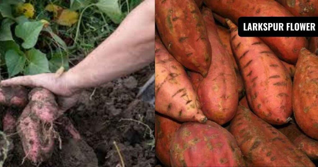 how far did sweet potatoes travel to texas