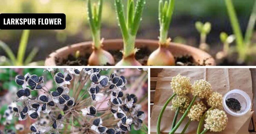 how long do onion sets take to grow