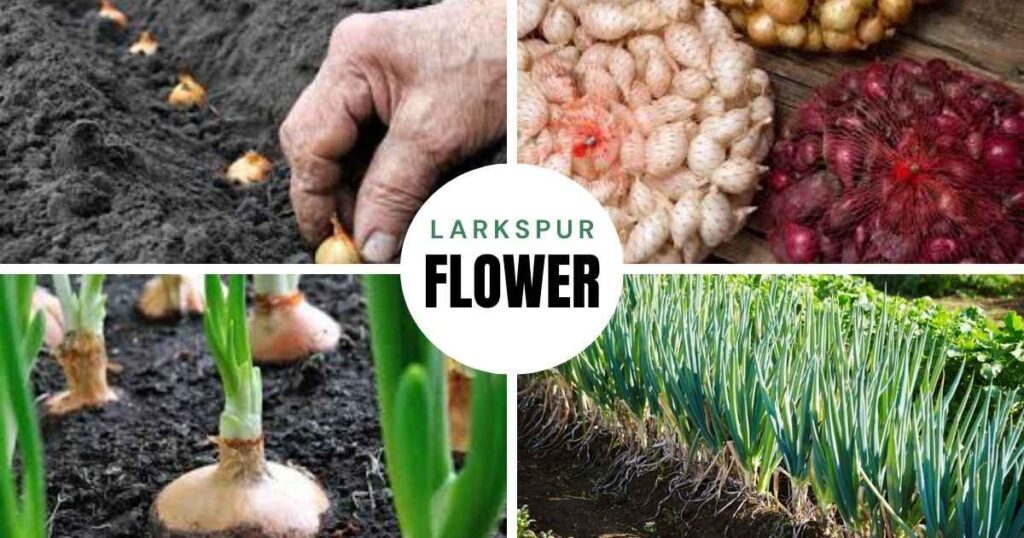 how long do onion sets take to grow