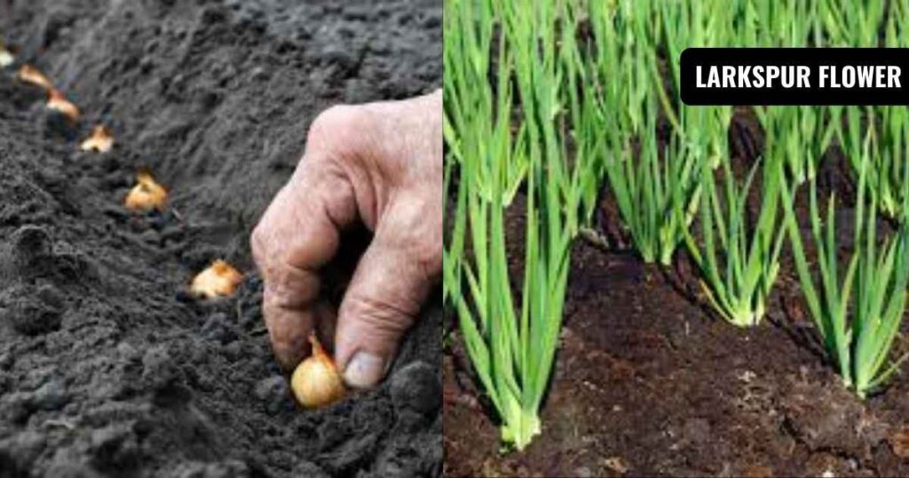 how long do onion sets take to grow