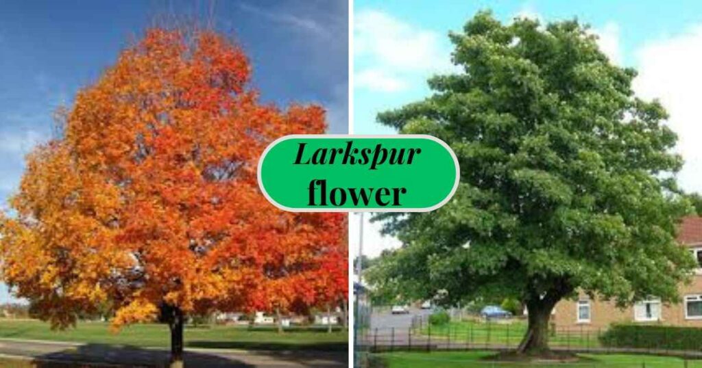 fastest growing trees