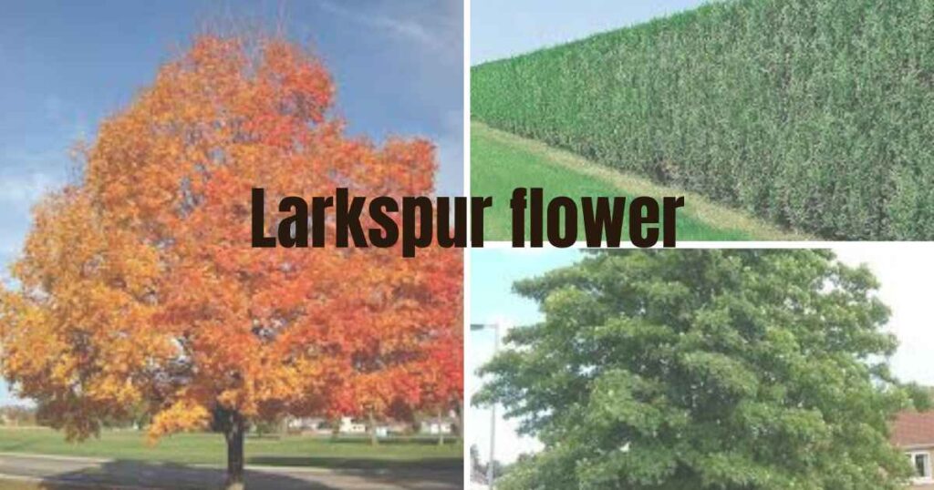 fastest growing trees