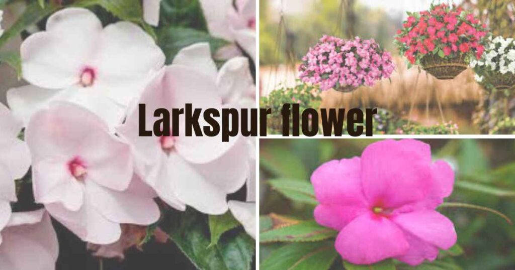 new guinea impatiens