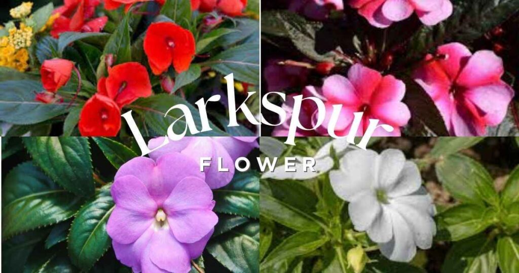 new guinea impatiens