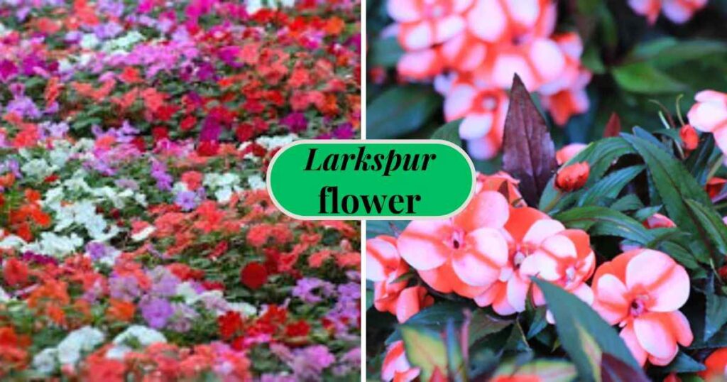 new guinea impatiens