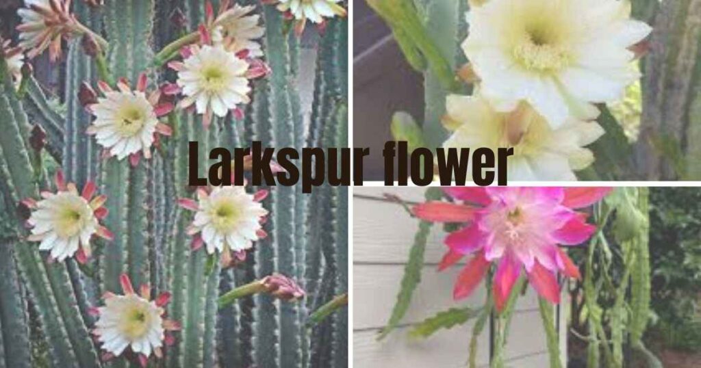 night blooming cereus