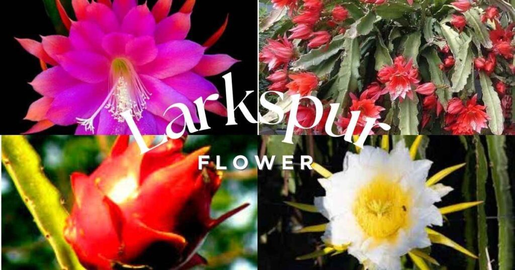 night blooming cereus