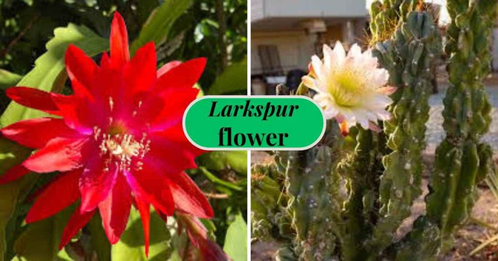 night blooming cereus