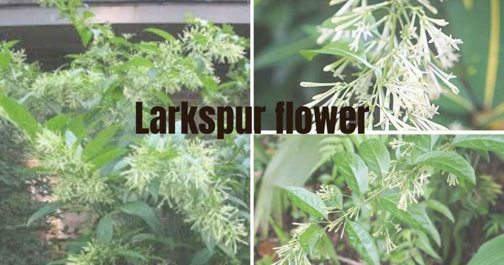 night blooming jasmine