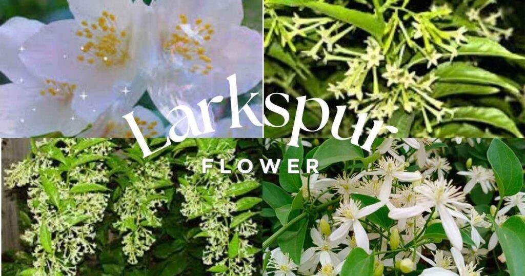 night blooming jasmine