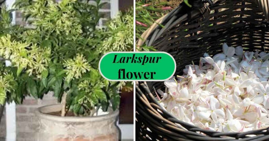 night blooming jasmine