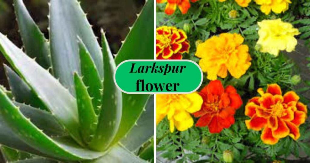 plants for beginners