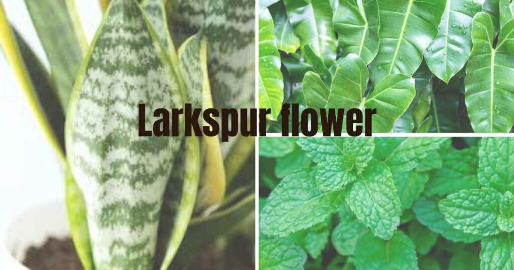 plants for beginners