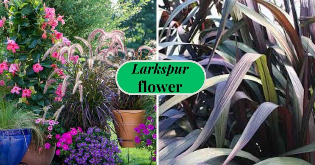 purple fountain grass