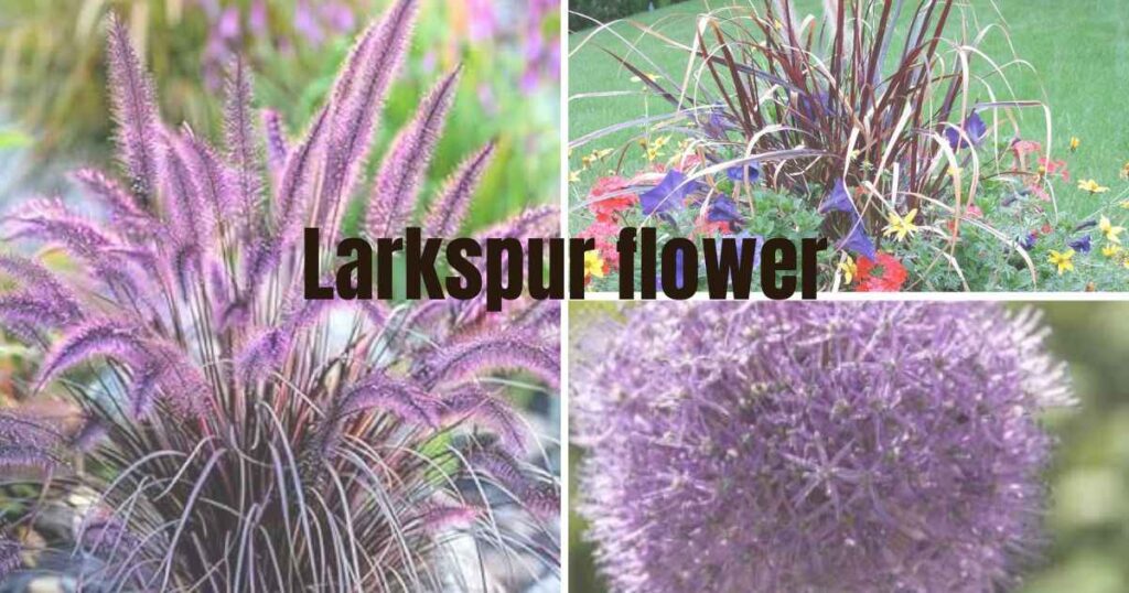 purple fountain grass