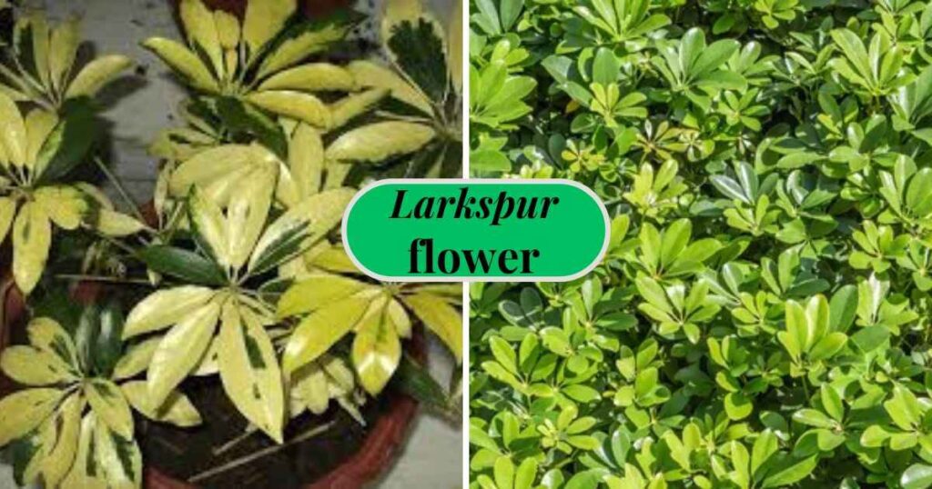 umbrella plant,
dwarf umbrella plant,
umbrella plant variegated