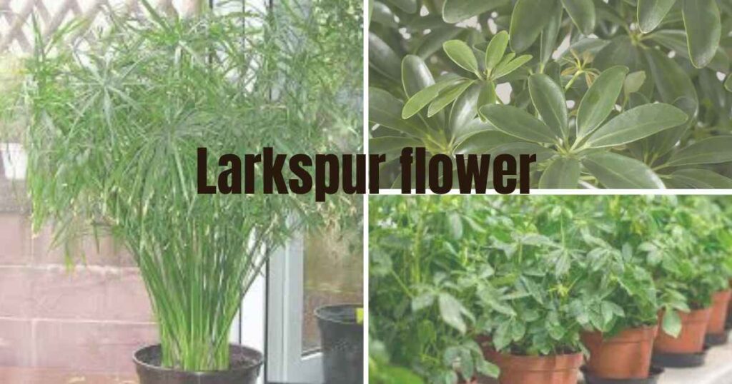 umbrella plant,
aquatic umbrella plant