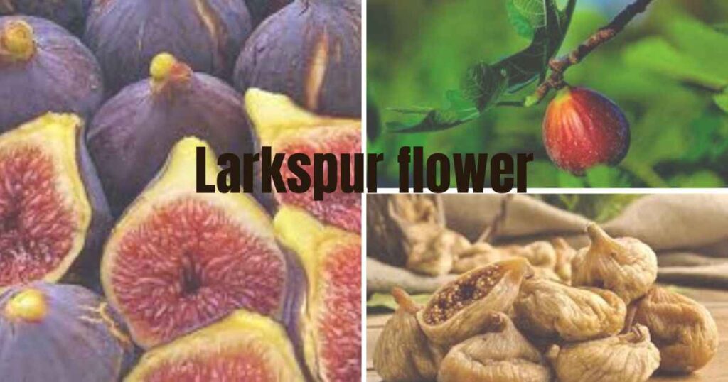 when are figs in season