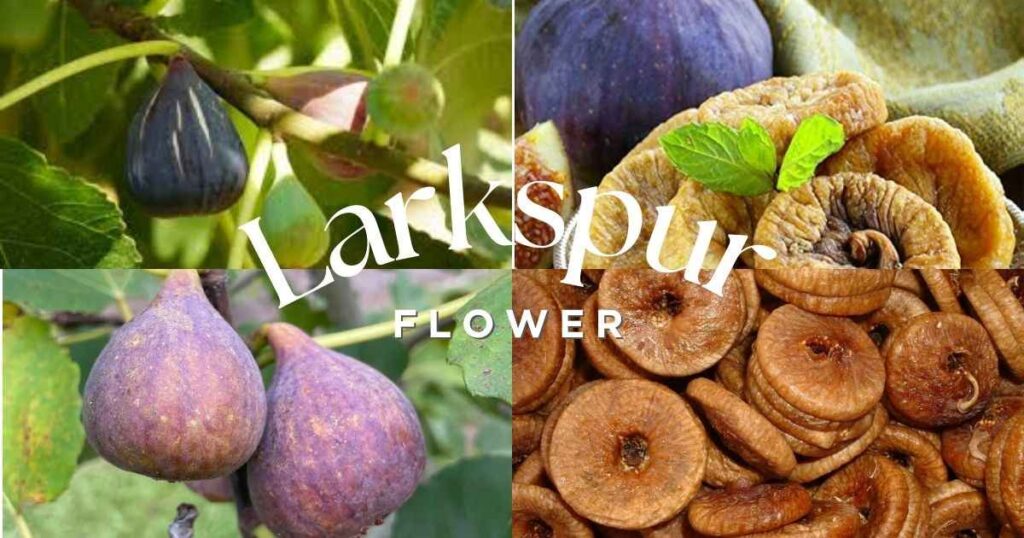 when are figs in season