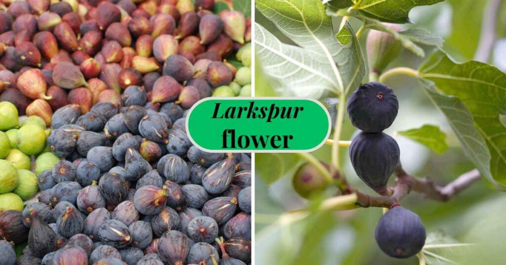 when are figs in season