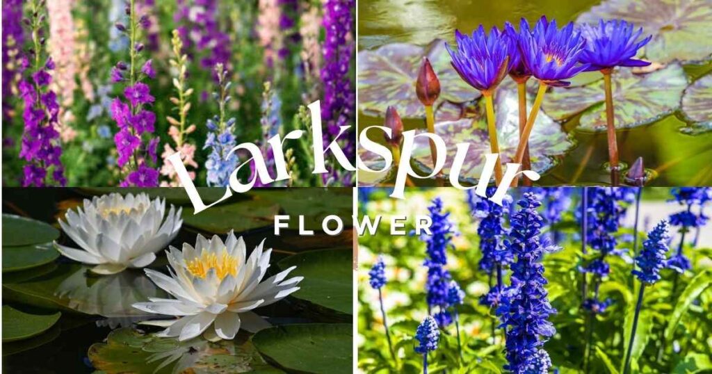 7 Beautiful July Flower Meanings You’ll Love July flower