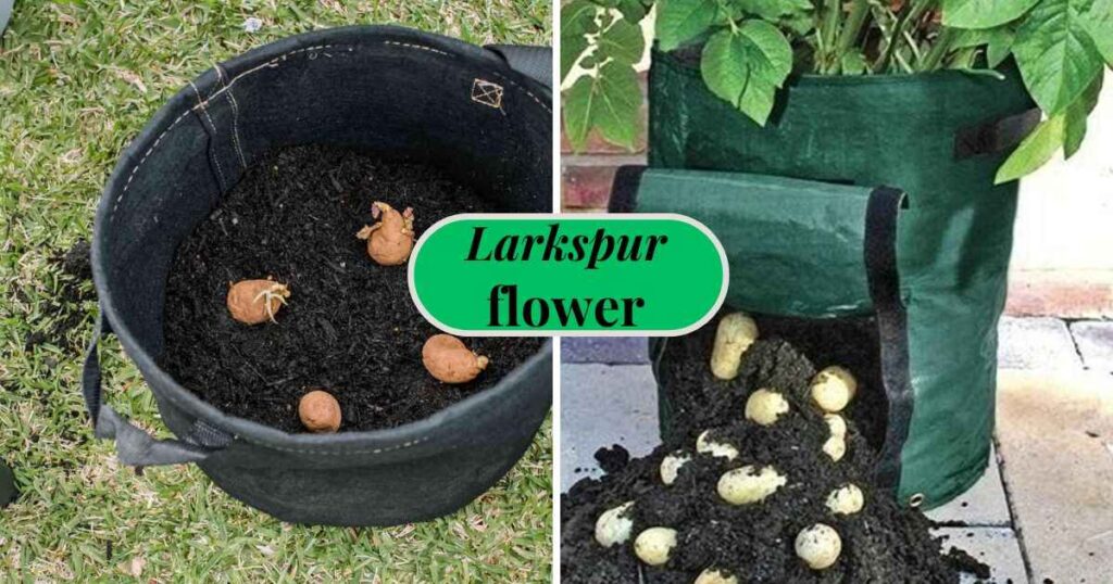 container planting potatoes