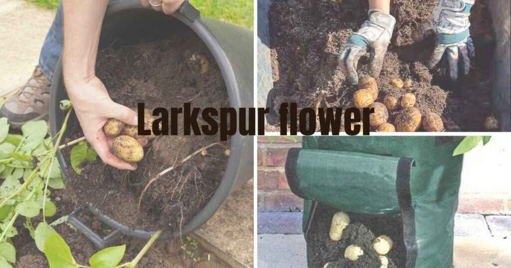 container planting potatoes