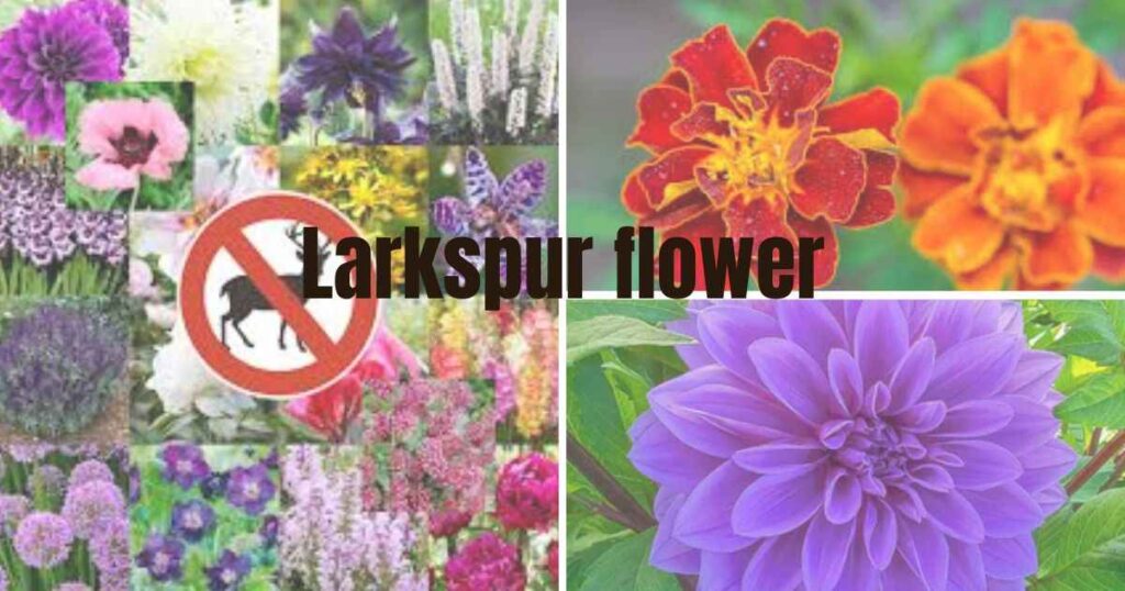 deer resistant flowers