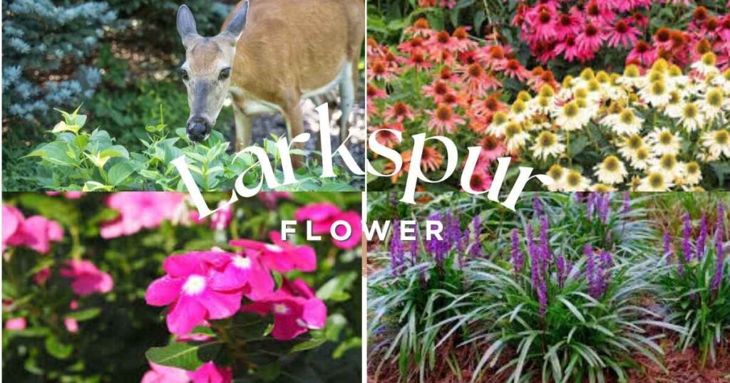 deer resistant flowers