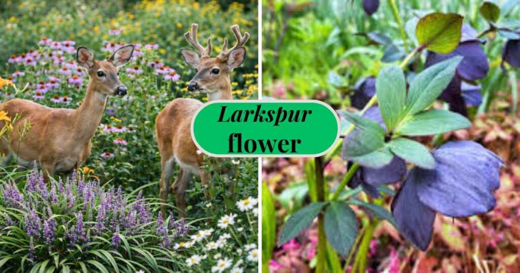 deer resistant flowers