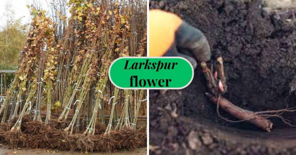 dry plants with roots or without