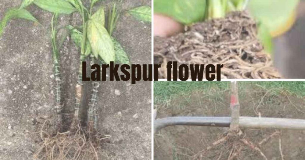 dry plants with roots or without