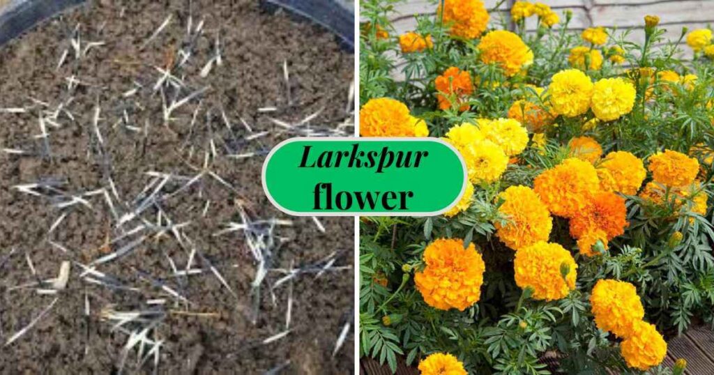 how to plant marigold seeds